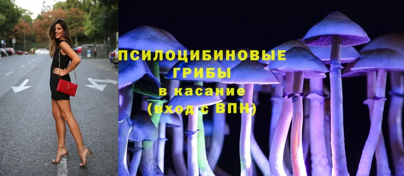 Псилоцибиновые грибы Psilocybine cubensis  закладка  Иннополис 